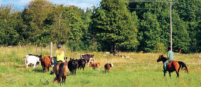 Neo testar jordbruksstöd hästar och blivande filéer Hanna Marie Björklund Neo nr 2 2012